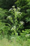 Conium maculatum
