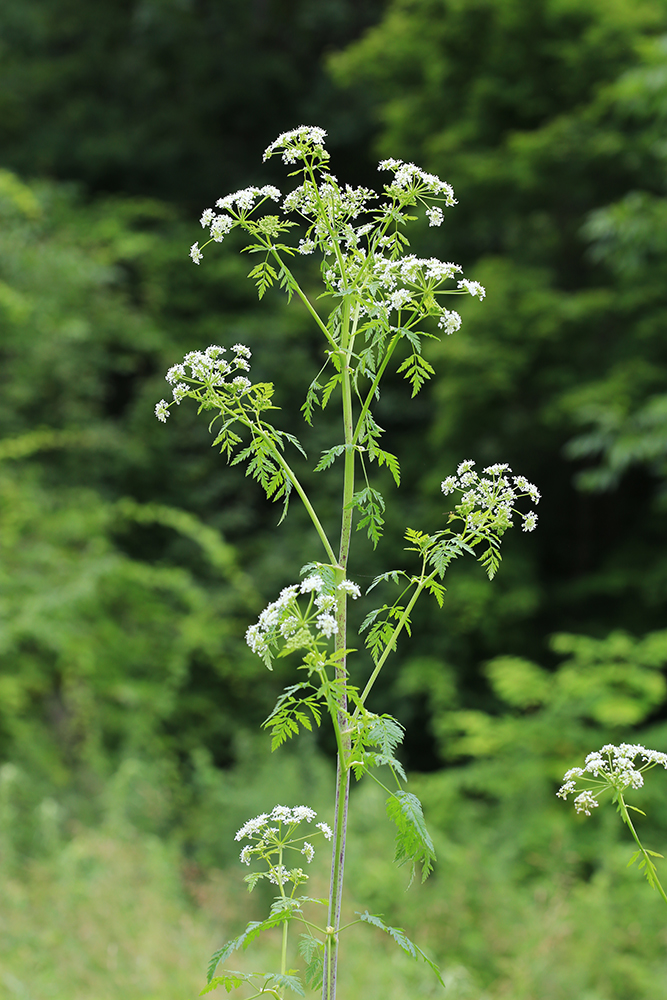 Изображение особи Conium maculatum.