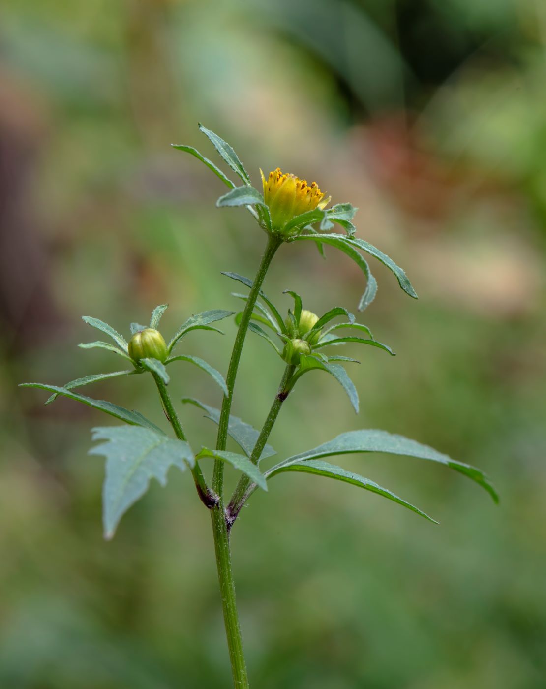 Image of Bidens frondosa specimen.