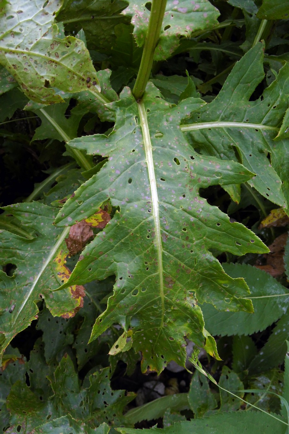 Image of Cirsium sychnosanthum specimen.