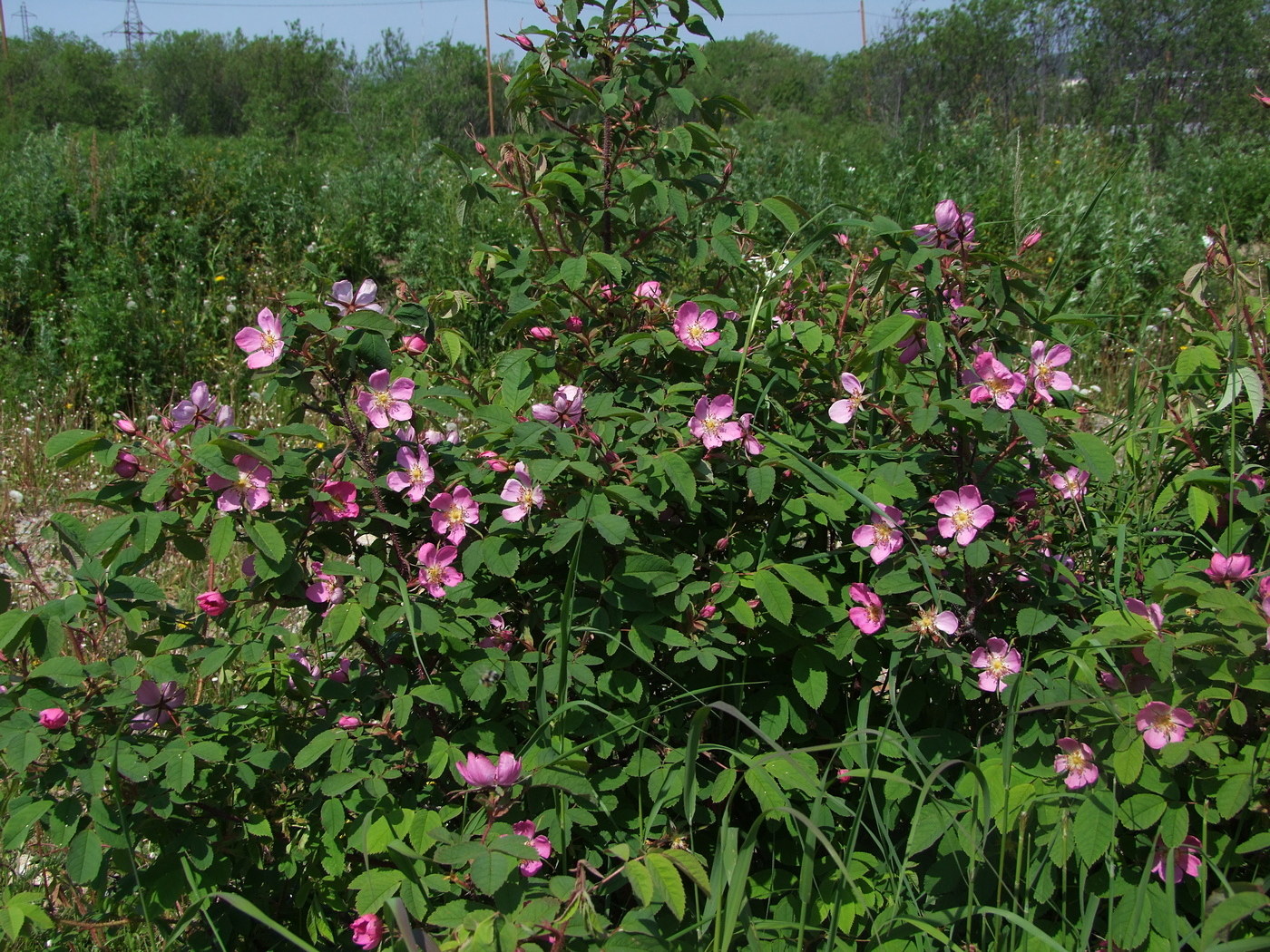 Image of Rosa acicularis specimen.