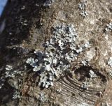 Parmelia sulcata
