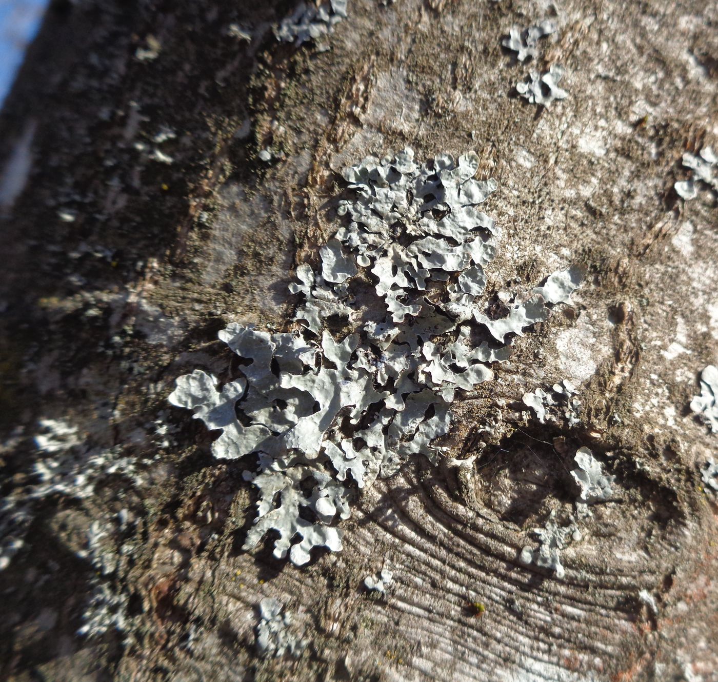 Image of Parmelia sulcata specimen.