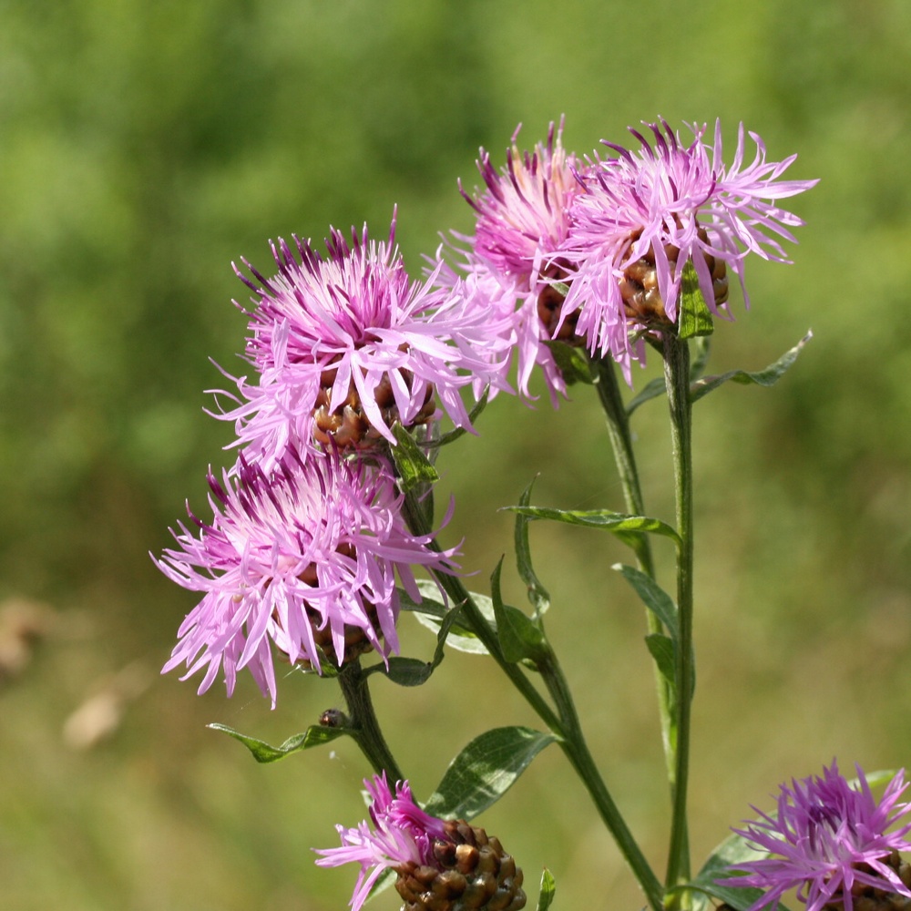 Изображение особи Centaurea jacea.