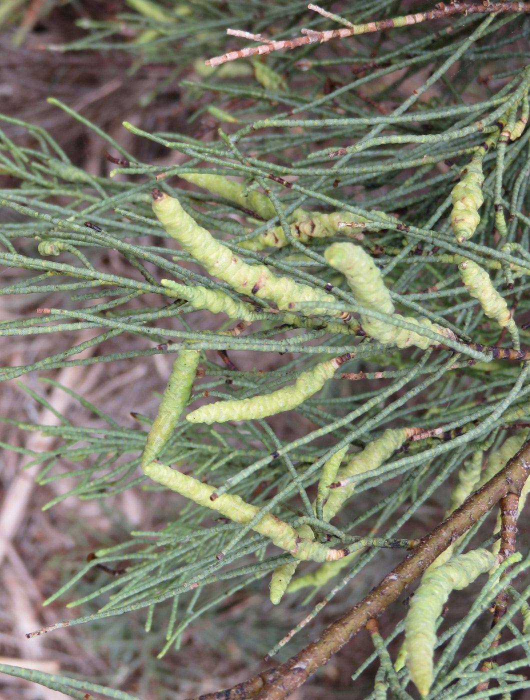 Image of Tamarix usneoides specimen.