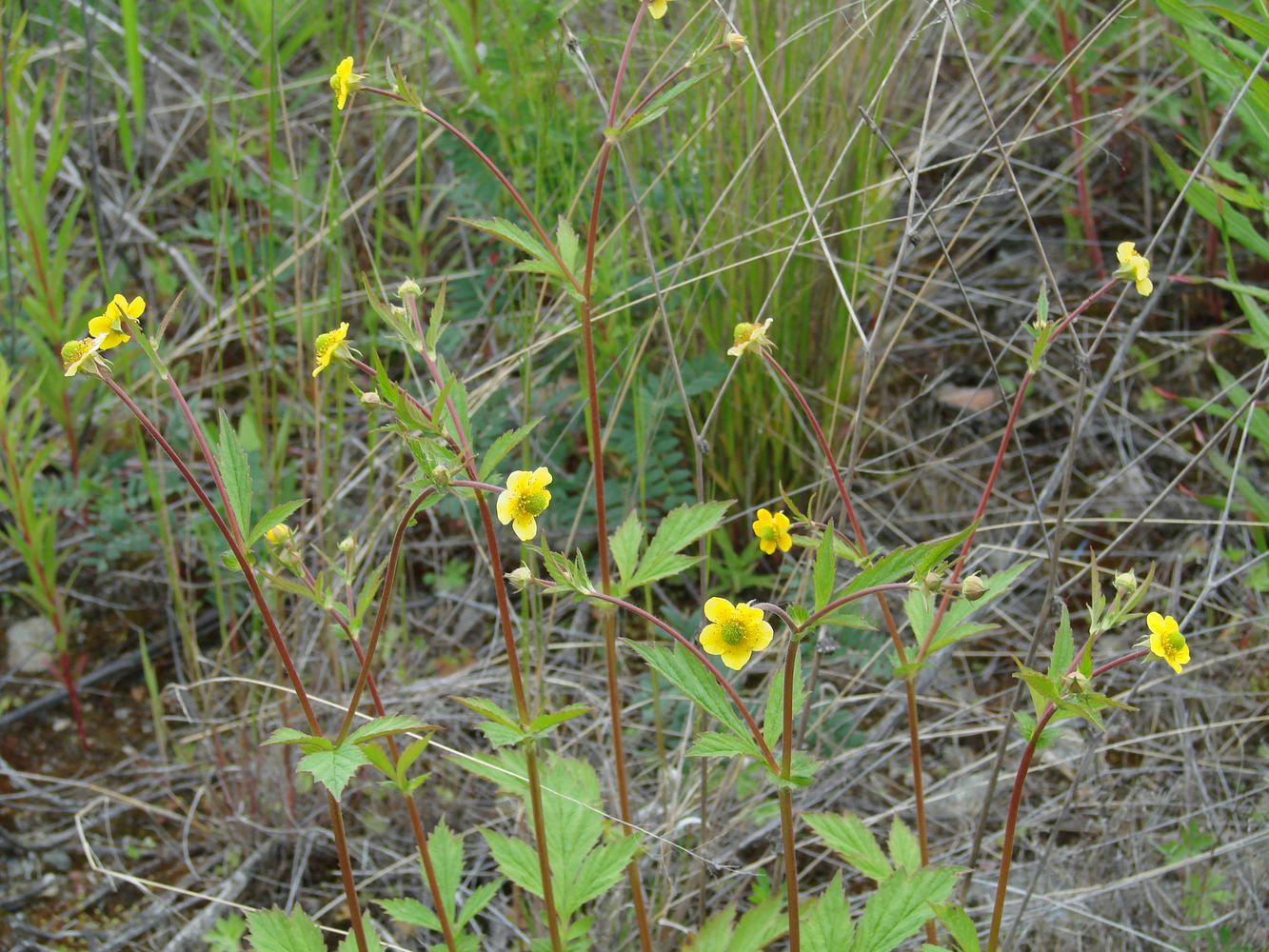 Image of Geum aleppicum specimen.