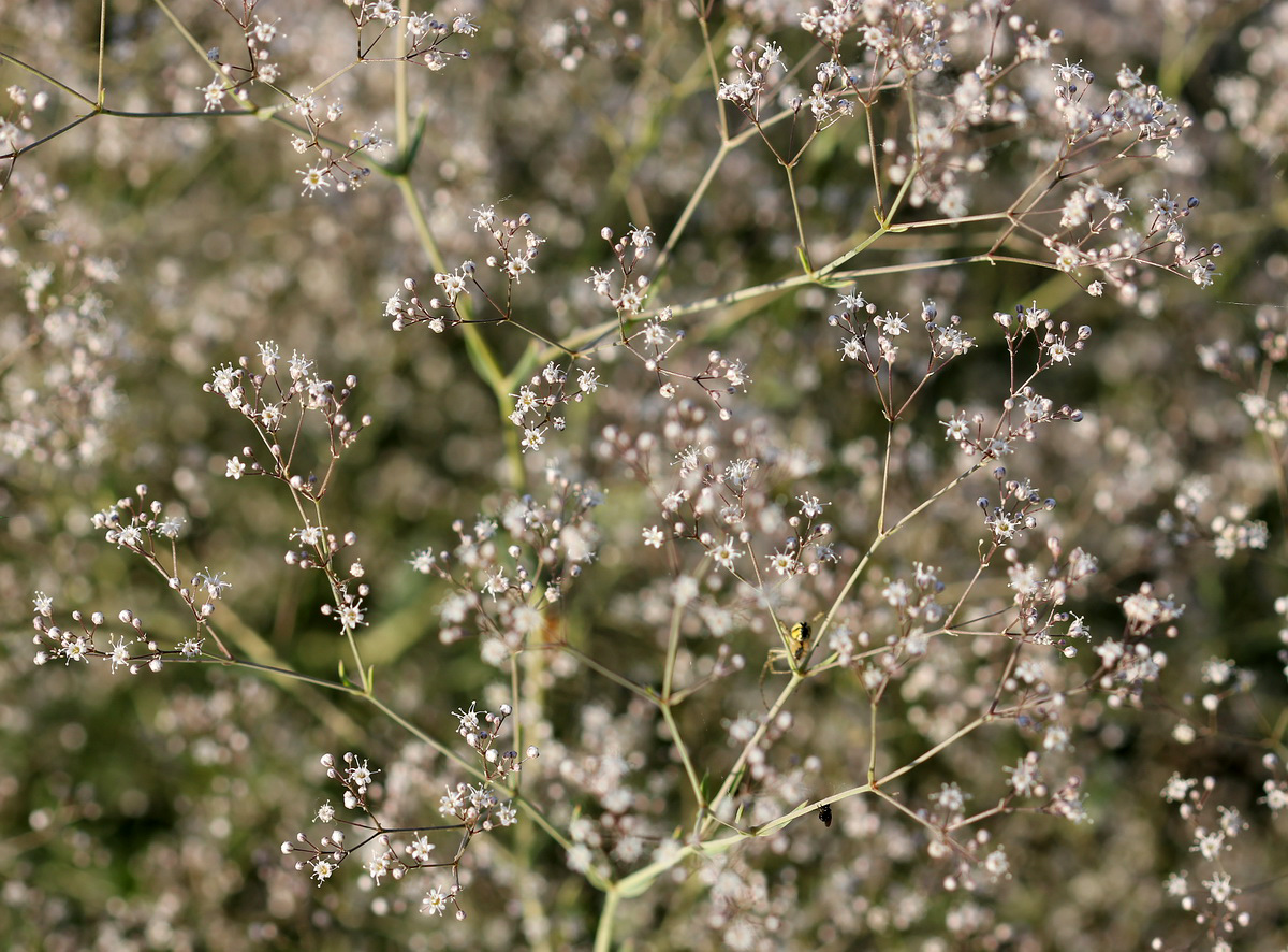 Изображение особи Gypsophila paniculata.