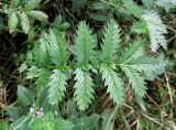 Potentilla anserina. Лист. Украина, Волынская обл., Ратновский р-н, юго-западные окрестности с. Окачево, левый берег р. Припять, луг. 28 июля 2010 г.