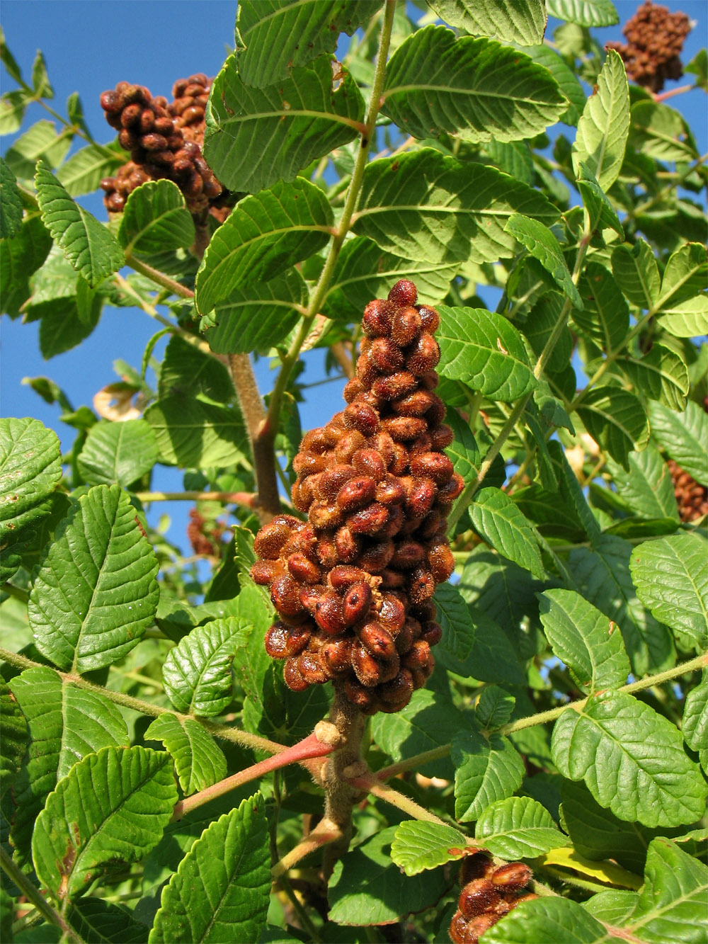 Image of Rhus coriaria specimen.