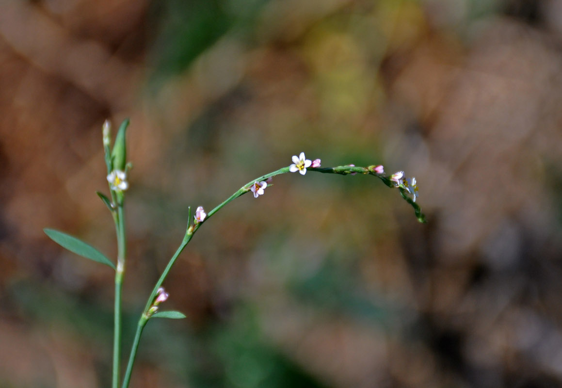 Image of Polygonum pulchellum specimen.