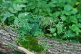 Epilobium adenocaulon