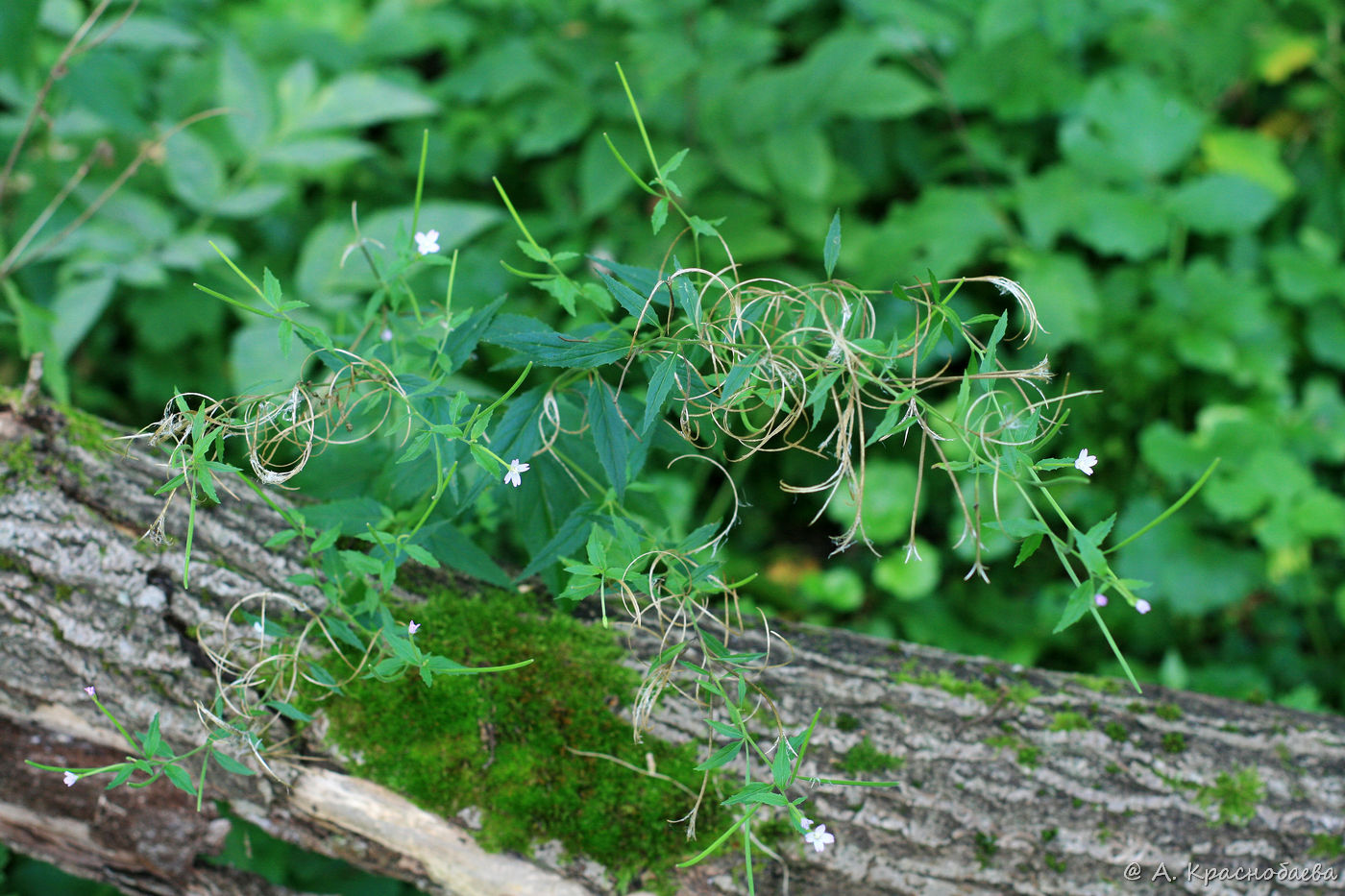 Изображение особи Epilobium adenocaulon.