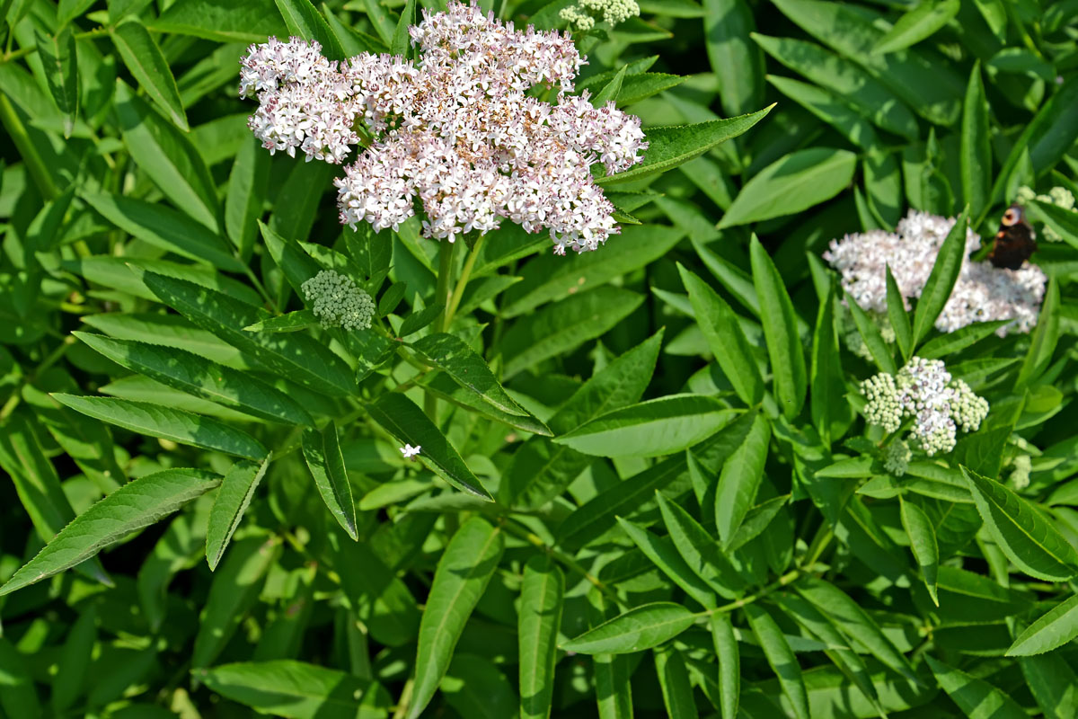 Изображение особи Sambucus ebulus.