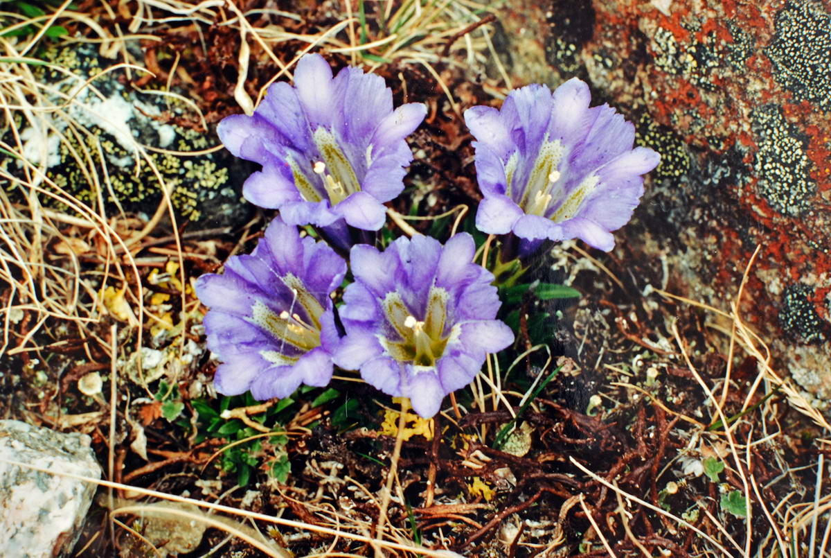 Изображение особи Gentiana grandiflora.