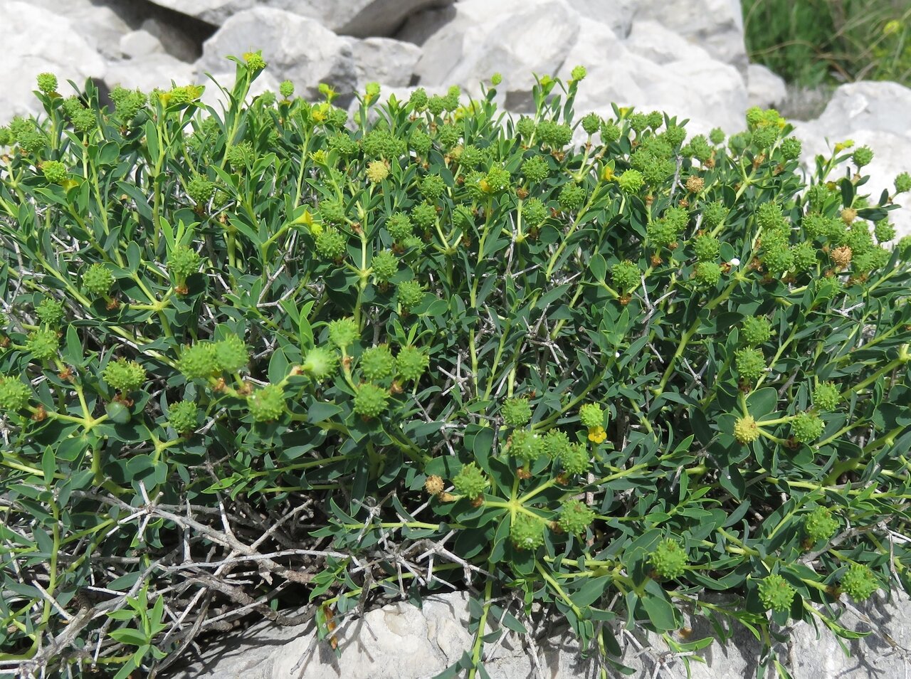 Image of Euphorbia fragifera specimen.
