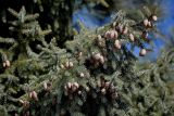 Picea glehnii