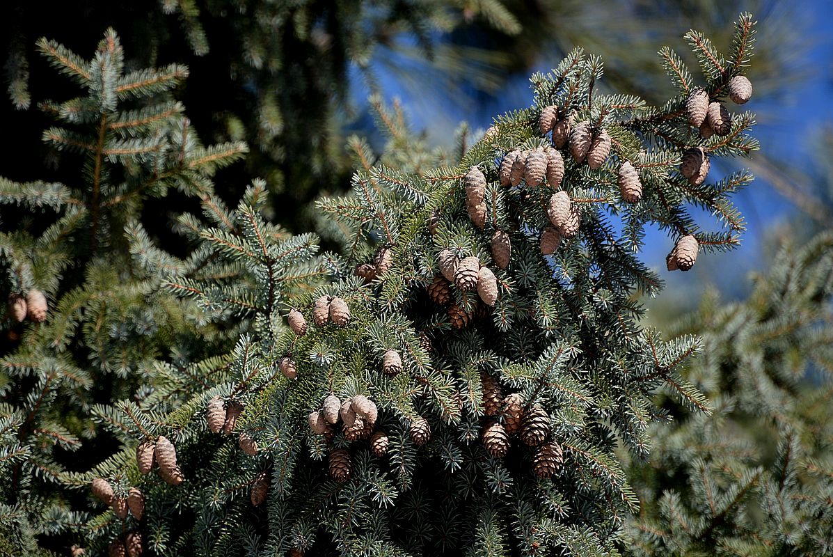 Изображение особи Picea glehnii.