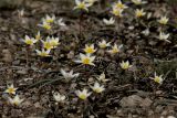 Tulipa bifloriformis