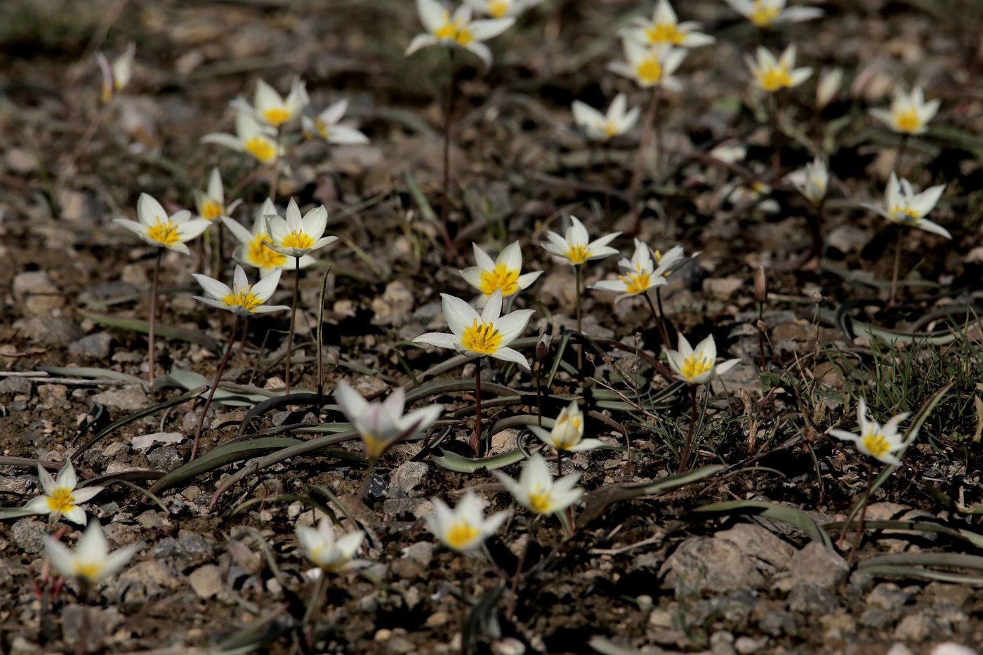 Image of Tulipa bifloriformis specimen.