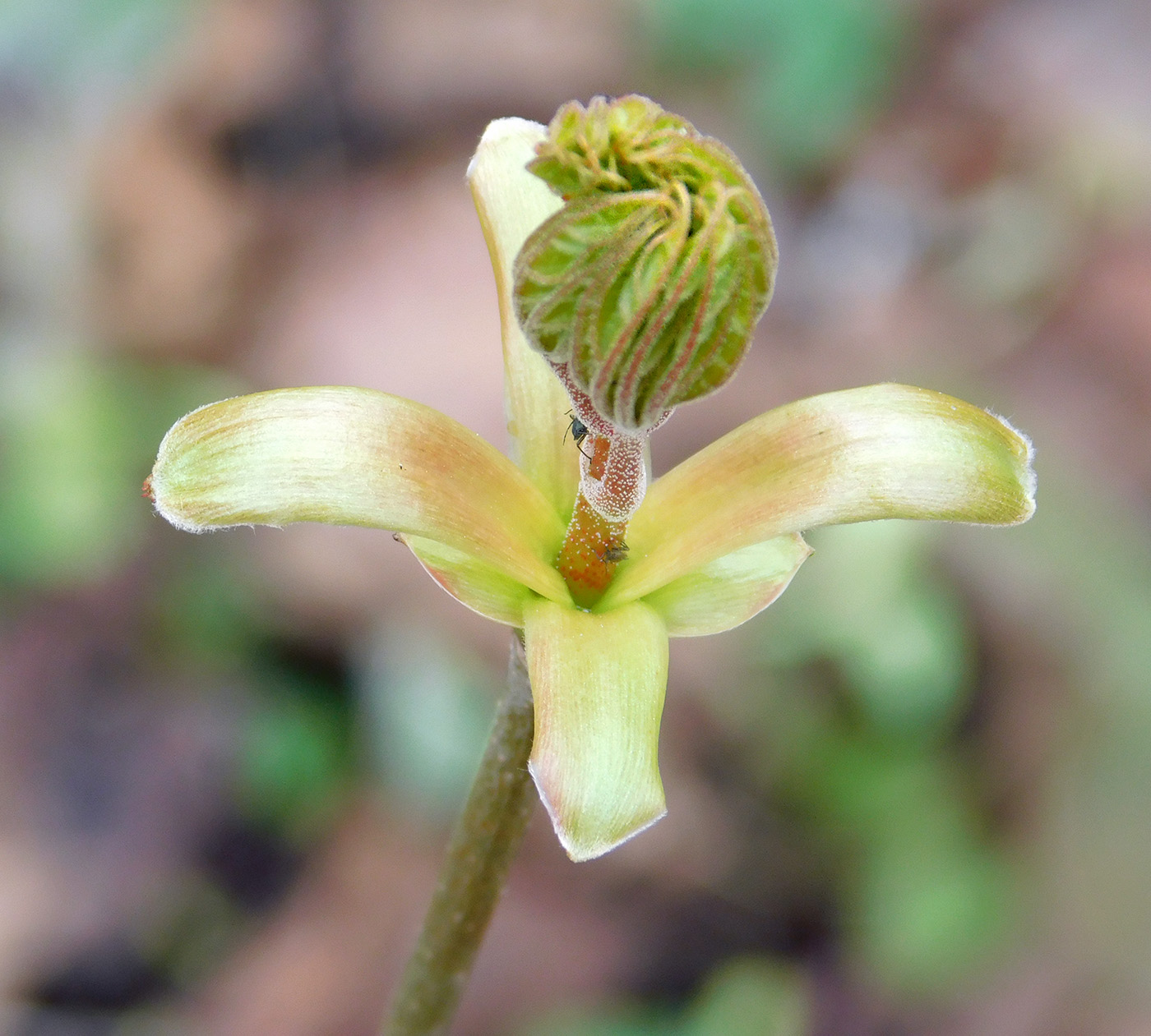 Image of Acer platanoides specimen.