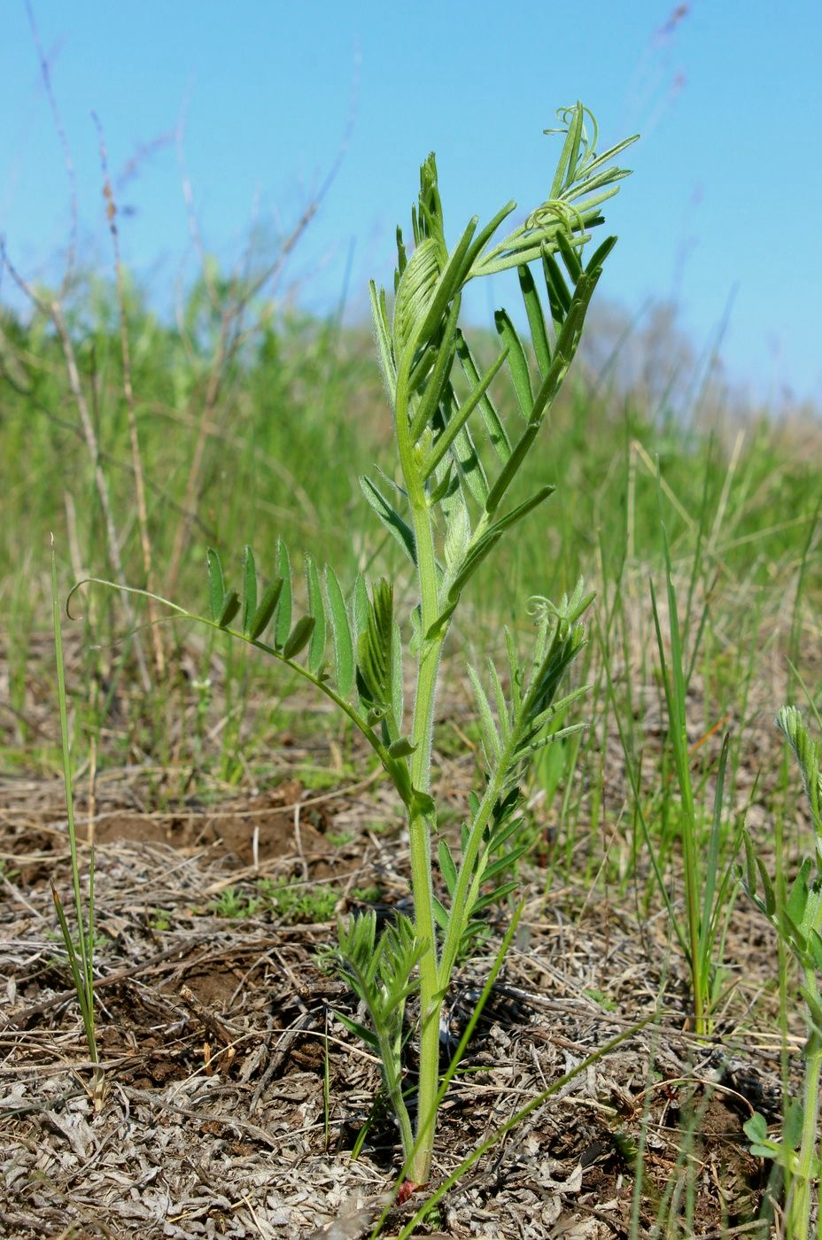 Image of Vicia tenuifolia specimen.