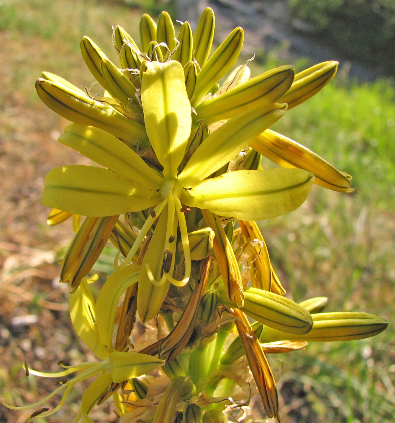 Изображение особи Asphodeline lutea.