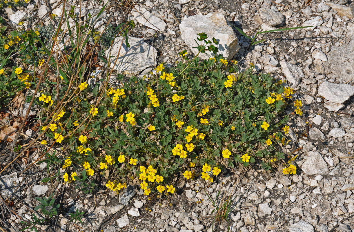 Изображение особи Potentilla incana.