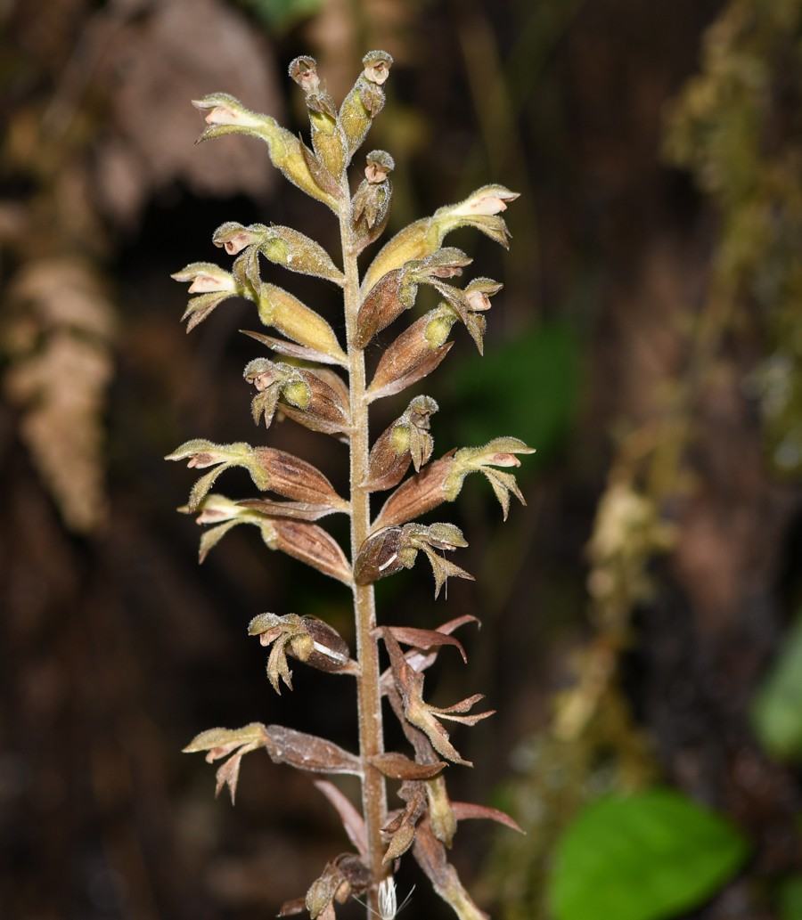 Изображение особи семейство Orchidaceae.