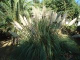 Cortaderia selloana