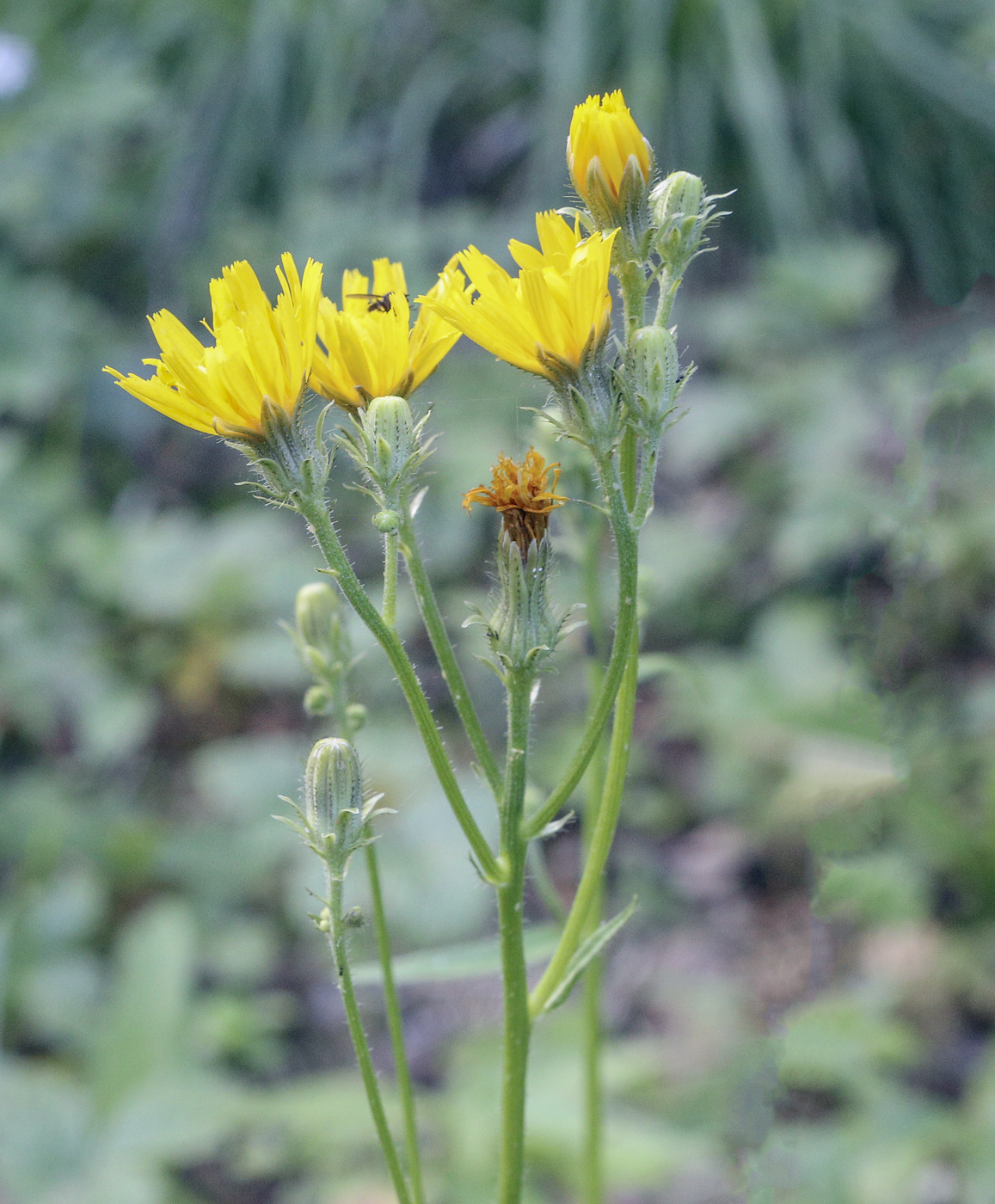 Image of Picris hieracioides specimen.