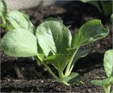 Brassica variety chinensis