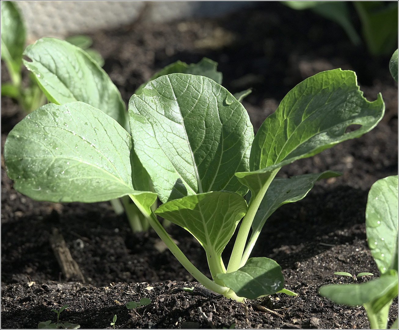 Изображение особи Brassica rapa var. chinensis.