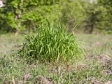 Brachypodium rupestre