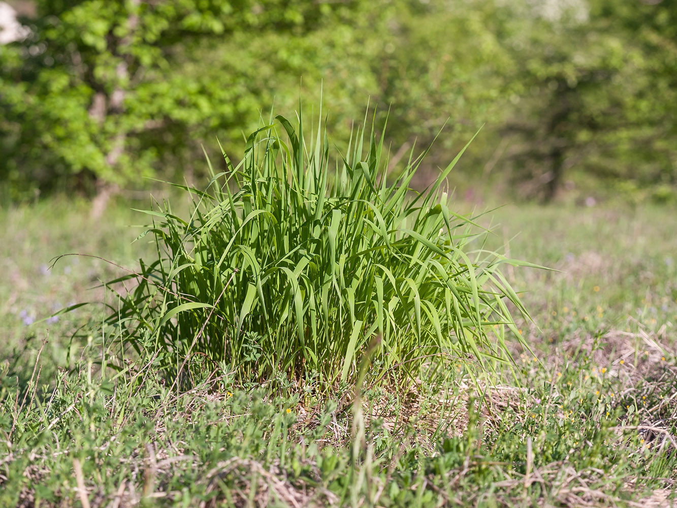 Изображение особи Brachypodium rupestre.