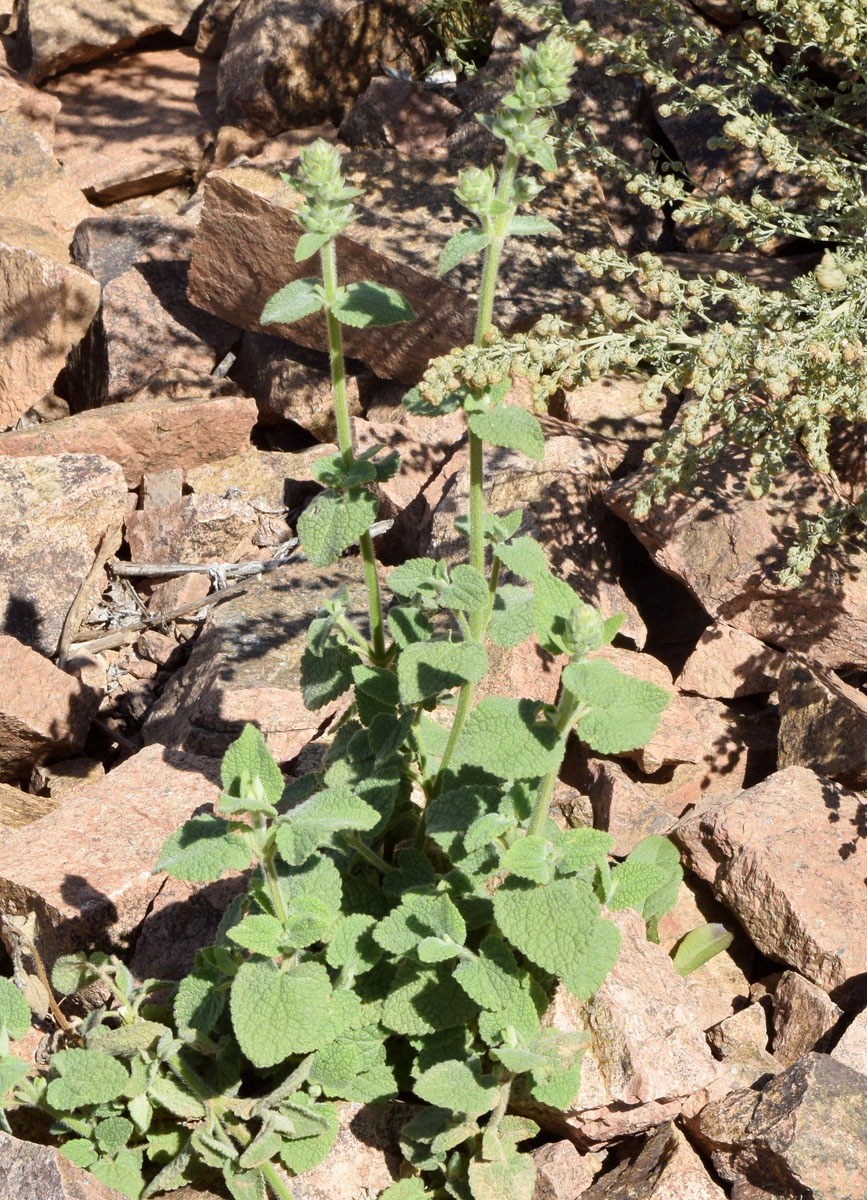 Image of Stachys hissarica specimen.