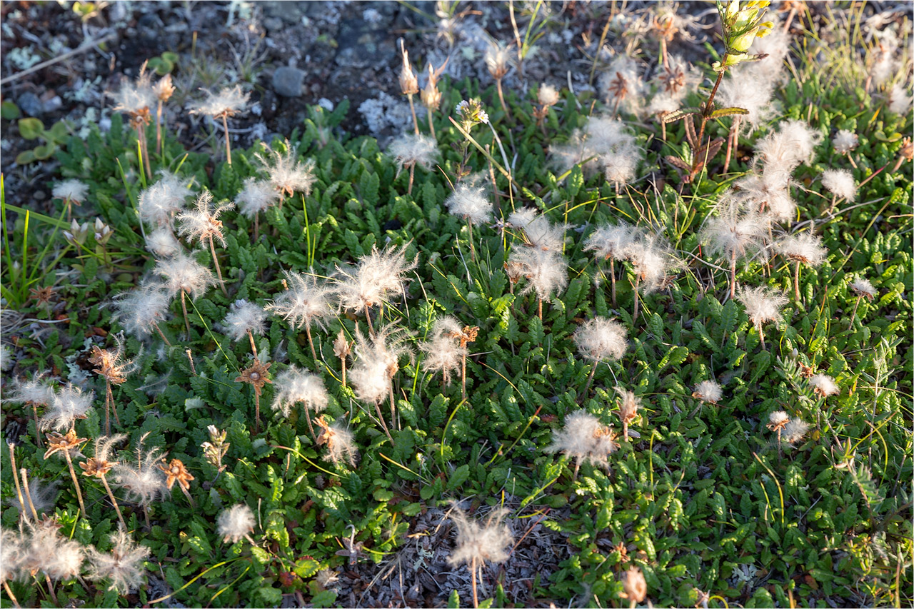 Изображение особи Dryas octopetala.