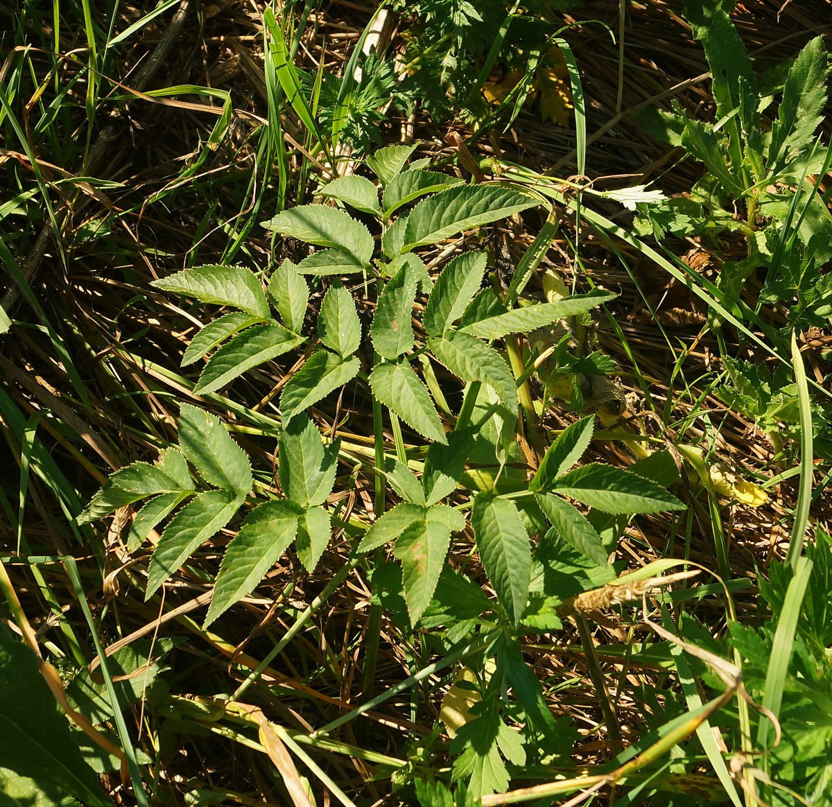 Изображение особи Angelica sylvestris.