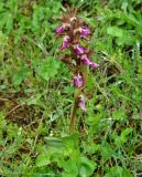 Anacamptis подвид fedtschenkoi