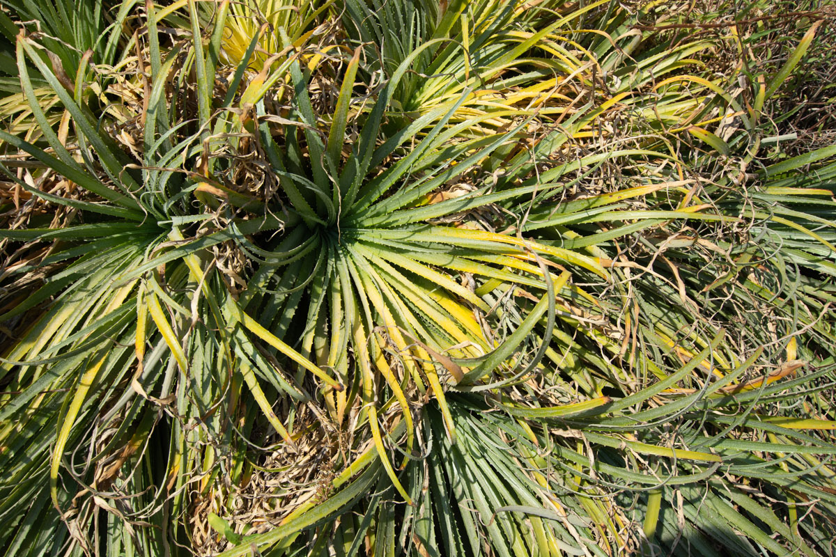 Image of familia Bromeliaceae specimen.