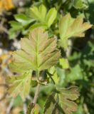 Crataegus rhipidophylla. Часть побега с листом и прилистниками. Крым, Керченский п-ов, Ленинский р-н, окр с. Осовины, мыс Газан, степь на верхней террасе приморского склона, на краю обрыва. 28.05.2021.