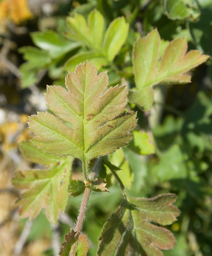 Изображение особи Crataegus rhipidophylla.