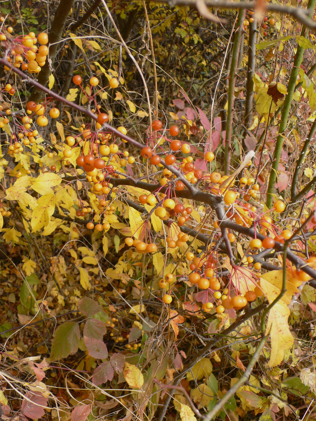 Image of Malus baccata specimen.