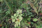 Actaea spicata