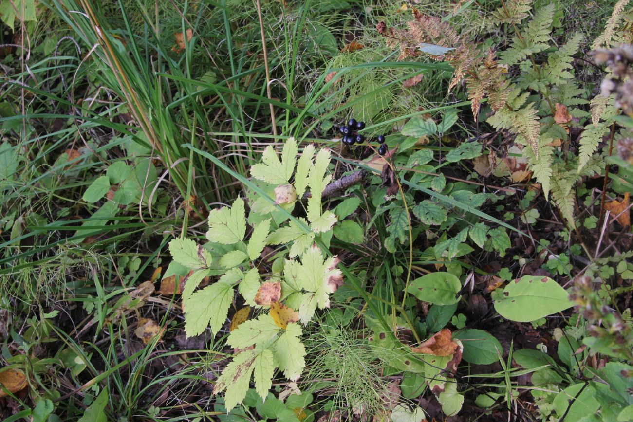 Image of Actaea spicata specimen.