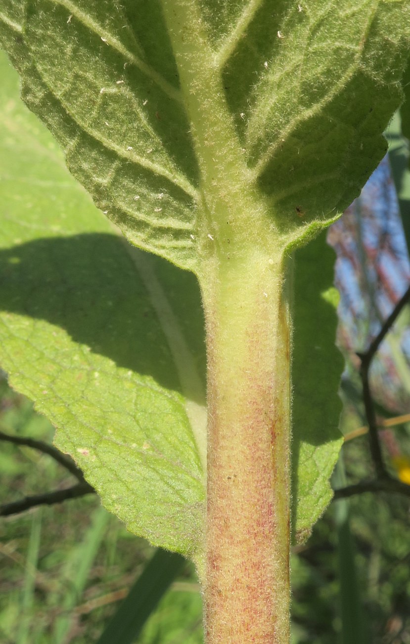 Image of Verbascum &times; ramigerum specimen.