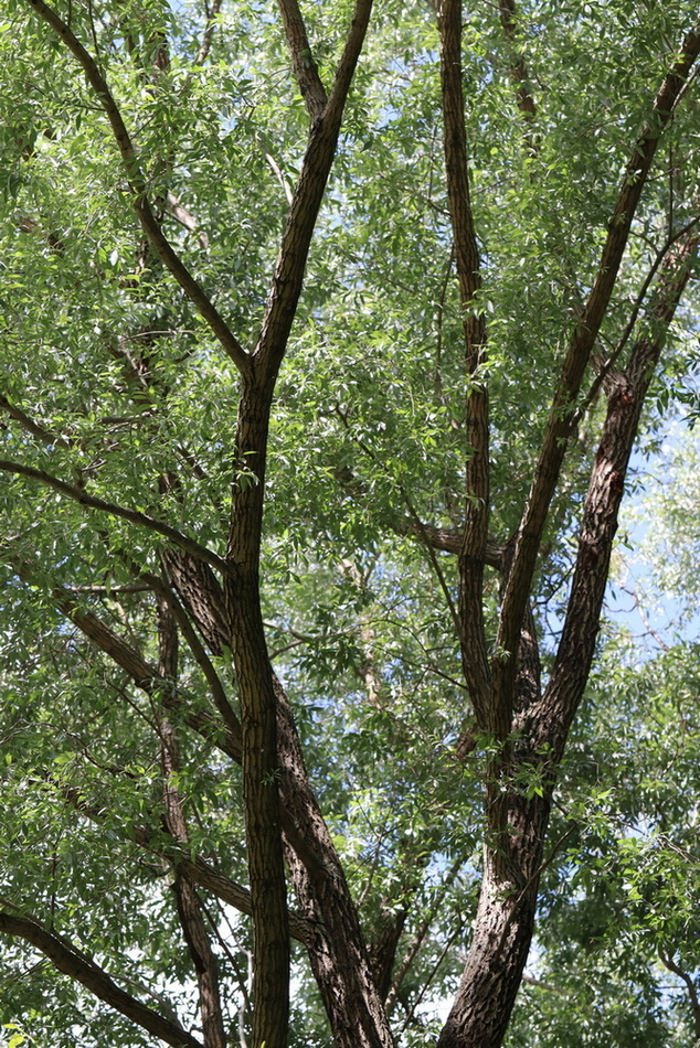 Image of Salix alba specimen.