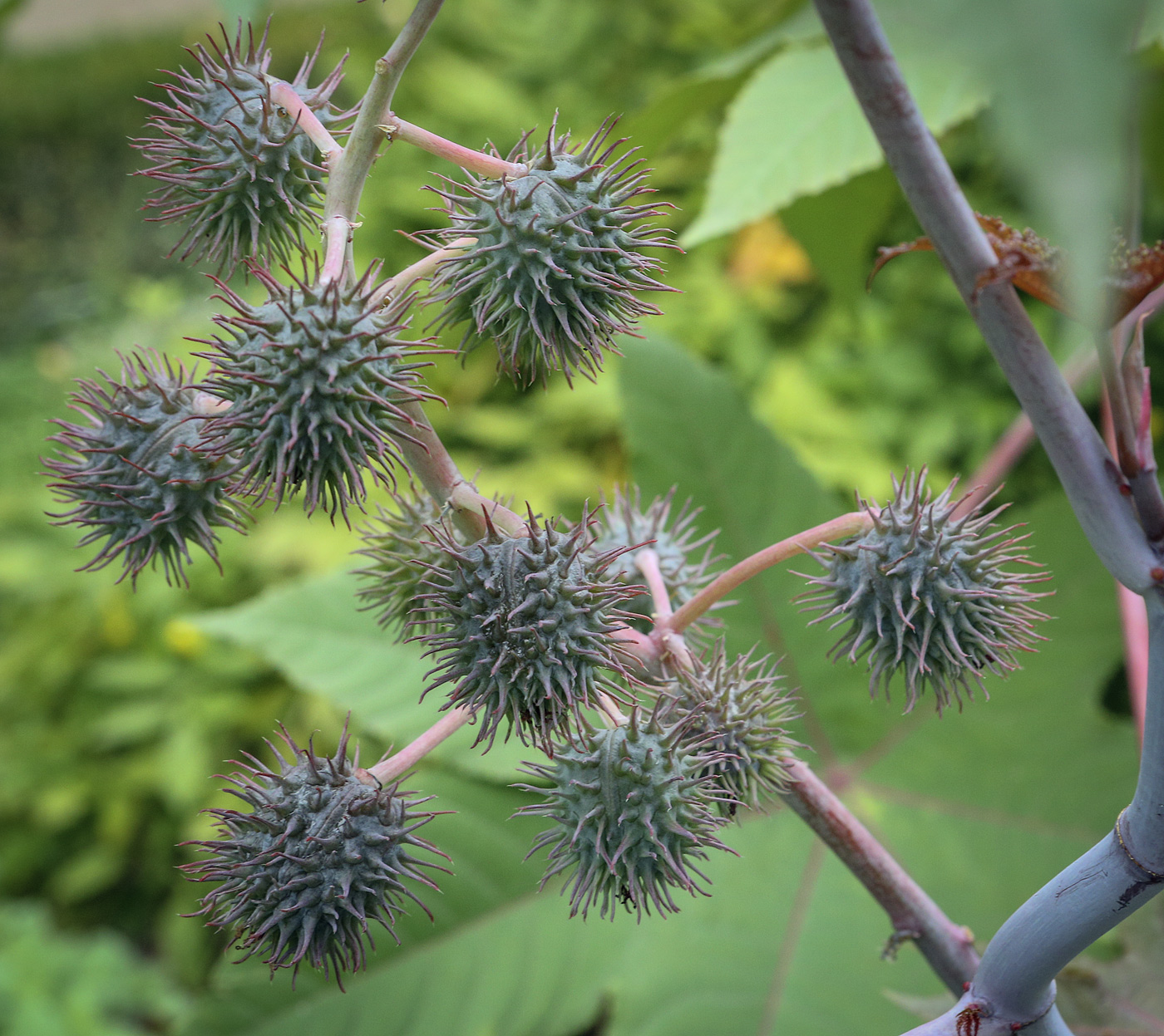 Image of Ricinus communis specimen.