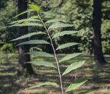 Quercus acutissima. Верхушка побега. Москва, ГБС, дендрарий. 31.08.2022.