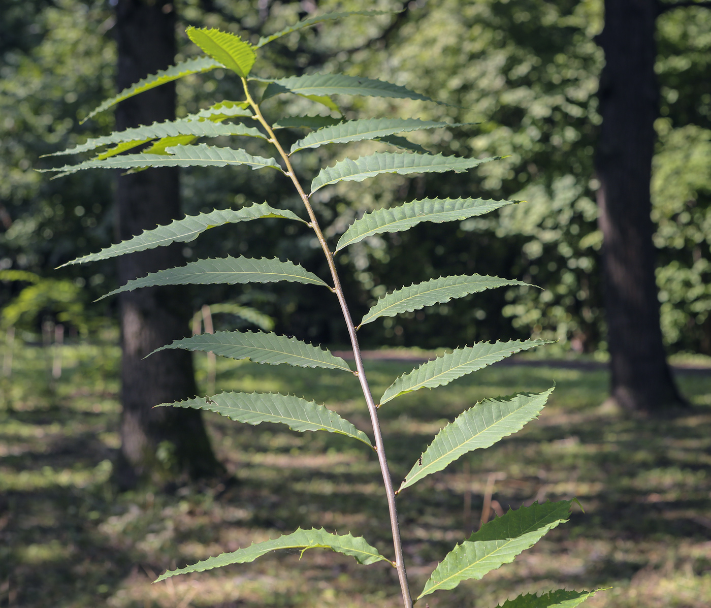 Image of Quercus acutissima specimen.