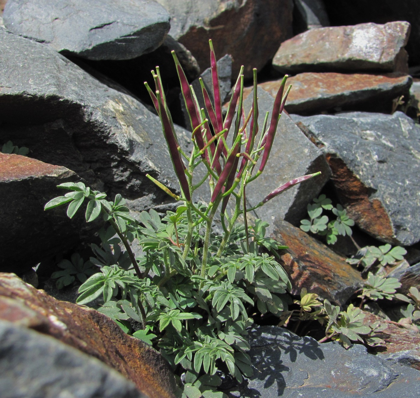 Image of Cardamine bipinnata specimen.